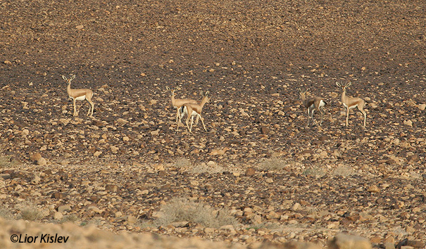 צבי נגב Dorcas Gazelle Gazella  dorcas                                       מכתש רמון אפריל 2006